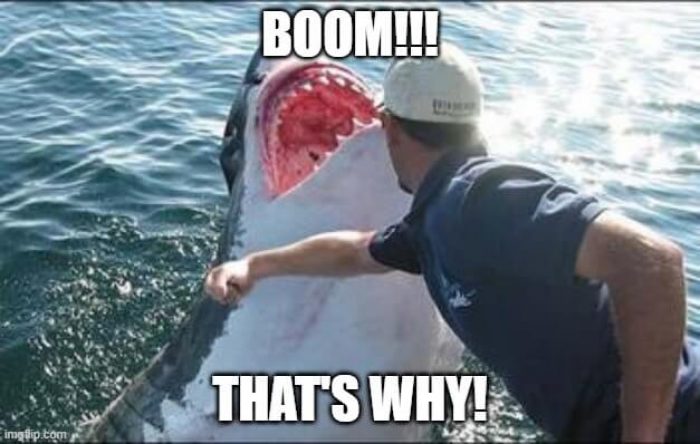 surfer-shark-punch Man punching shark representing Surfer SEO's applicability
